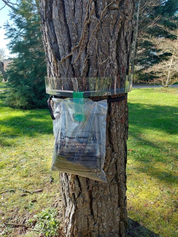 Le collier PROCEREX est un dispositif de lutte écologique, qui permet d'intercepter les chenilles lors de leur descente le long du tronc